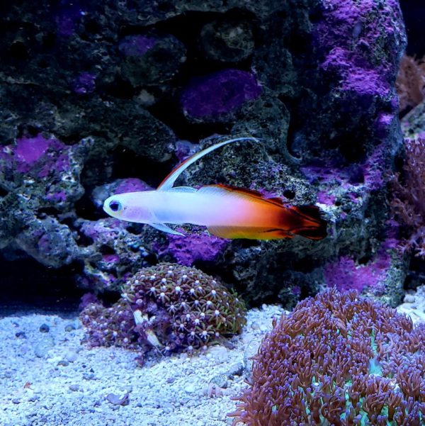 Firefish in Best Lighting Condition