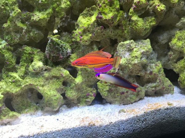 Flasher Wrasse and Purple Firefish