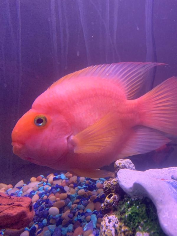 Full Colored Blood Red Parrot Cichlid