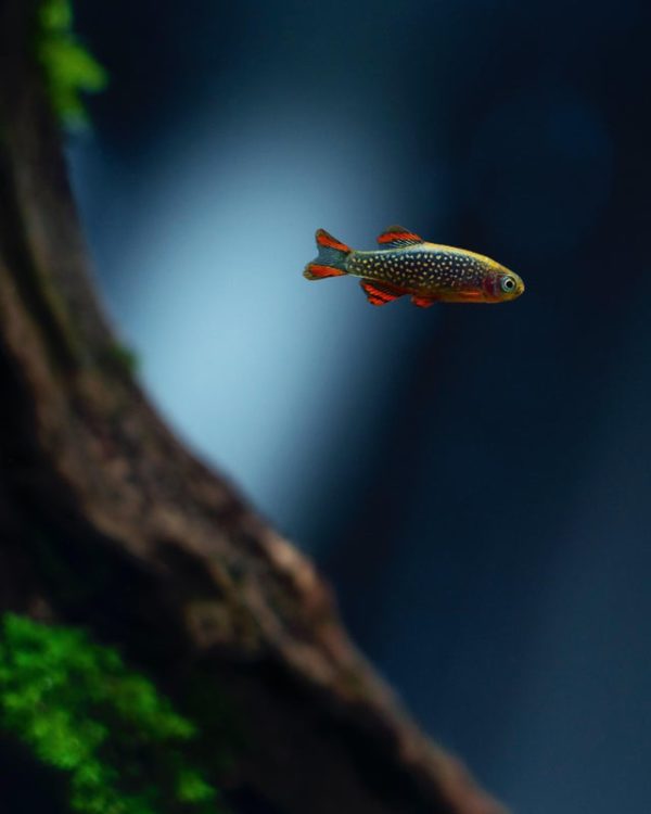 Galaxy Rasbora Fish Beautiful Colors