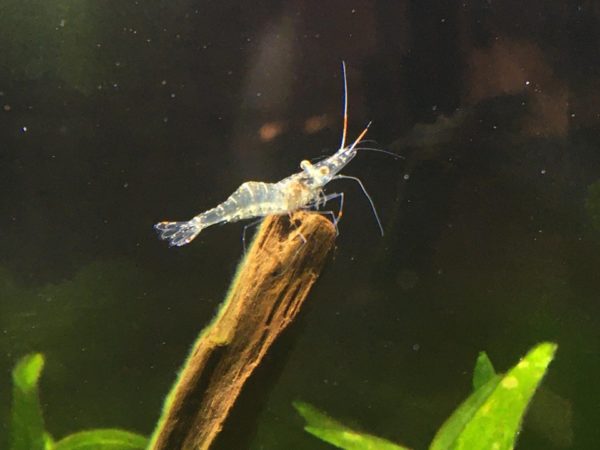 How many Ghost Shrimp in a 10 Gallon Tank