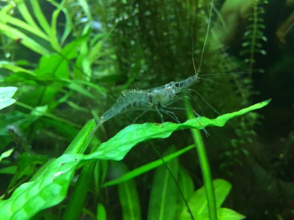 Ghost Shrimp Tank Size and Specifications