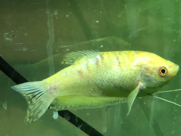 Giant Gourami Bacterial Infection