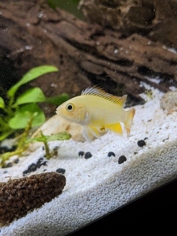 Golden Colored Dwarf Cichlids
