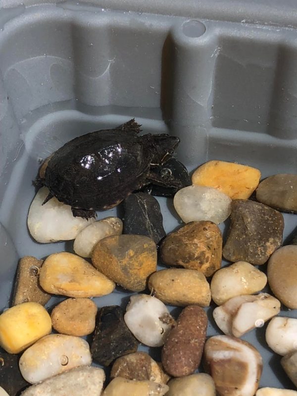 Ground Rocks for Baby Snapping Turtle