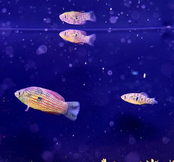 Group of American Flagfish