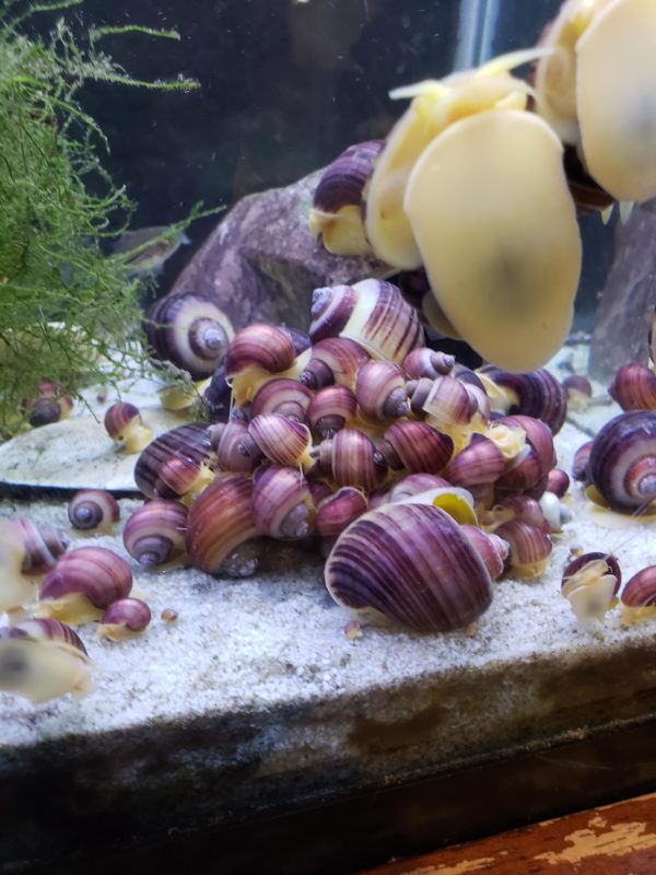 Group of Beautiful Mystery Snails