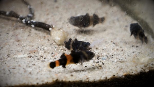 Group of  Bumblebee Goby