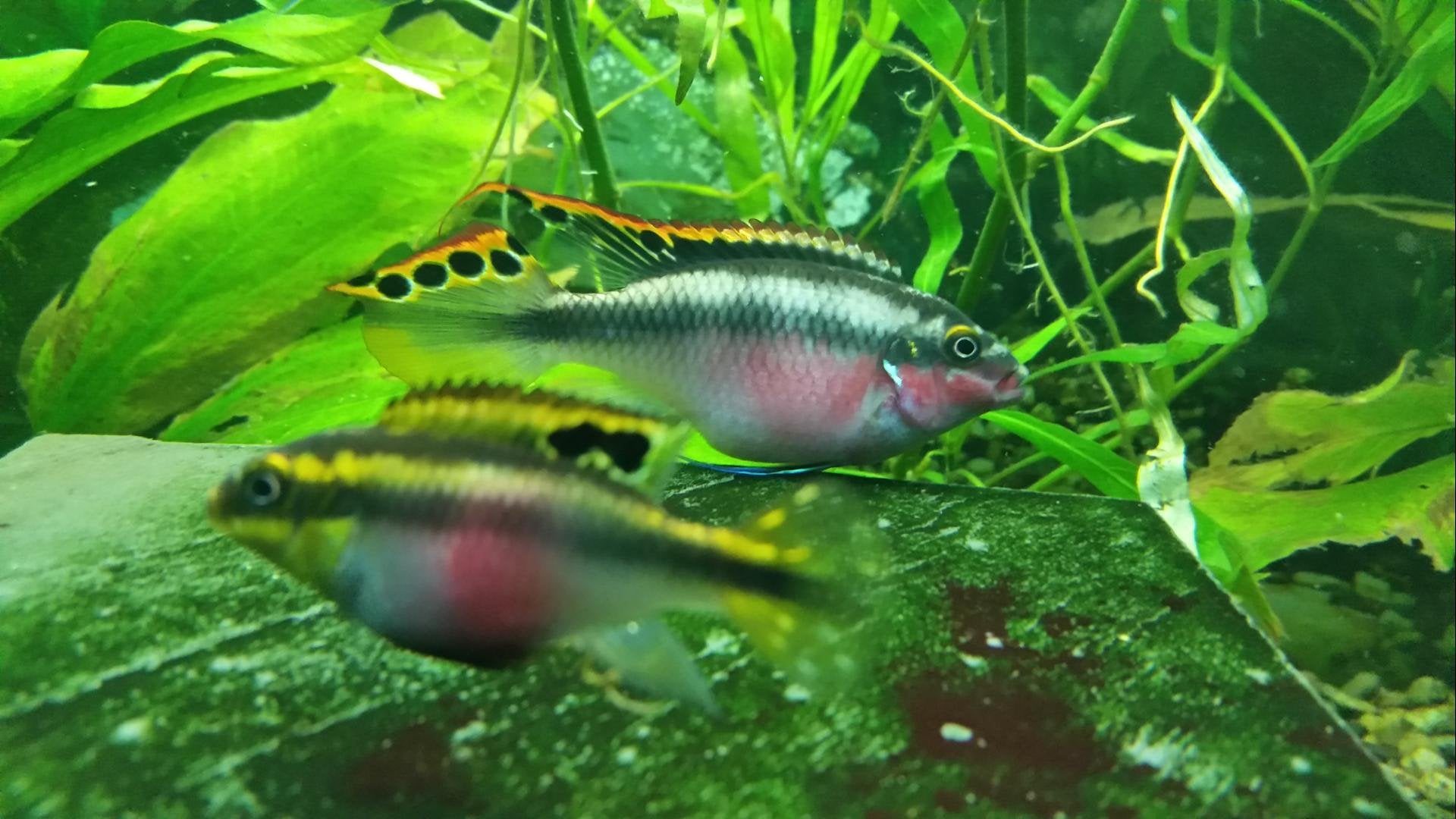 Kribensis Cichlid Care Guide Breeding And Tank Size