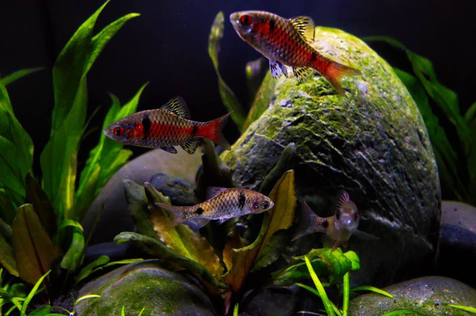 Odessa Barb: Full Care Guide, Breeding, Tank Size & Disease