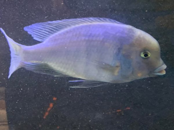 Healthy Infection Blue Dolphin Cichlid