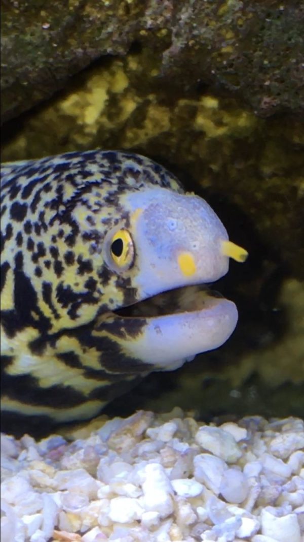 snowflake eel