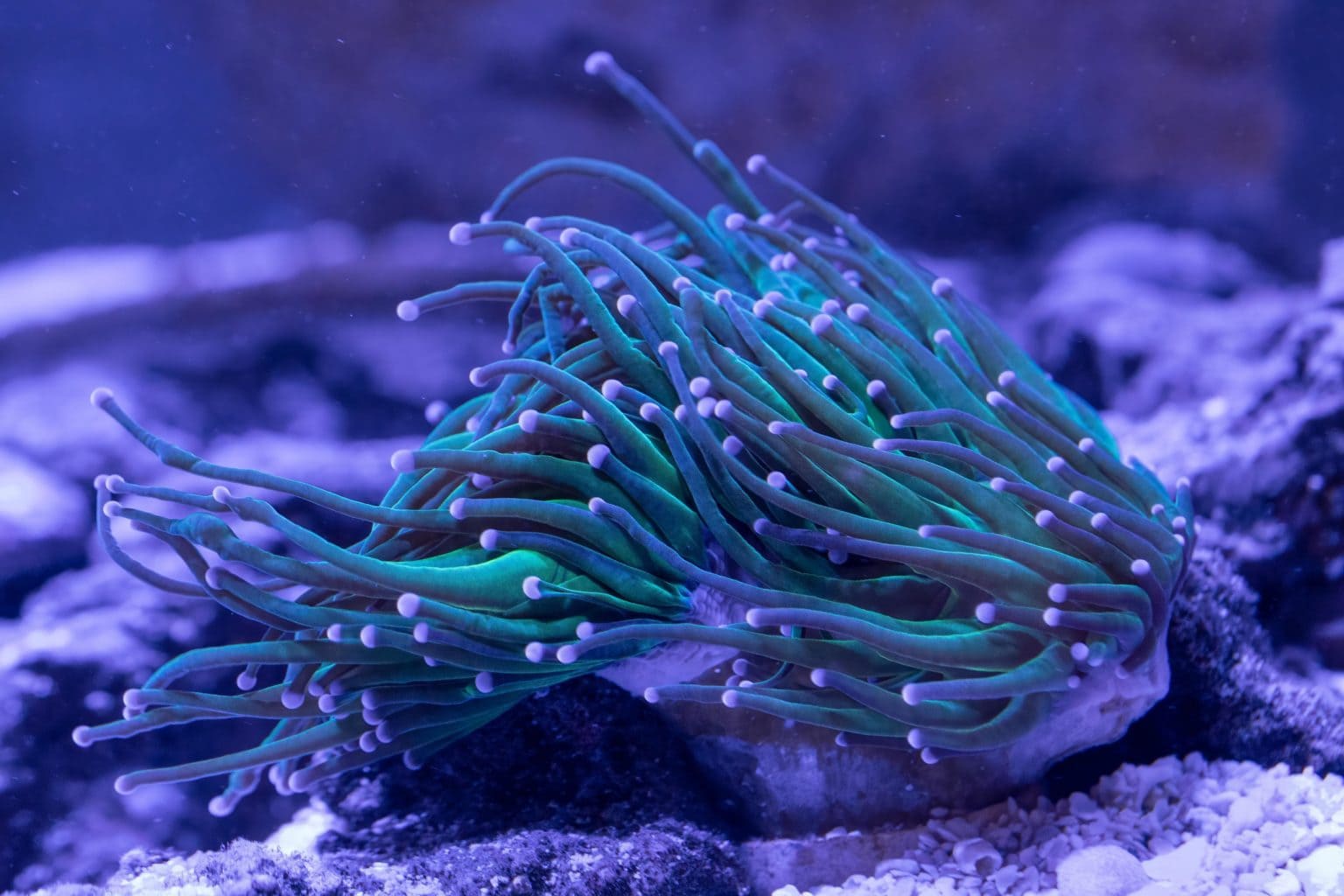 Torch Coral Care Guide, breeding, Tank Size, and Disease