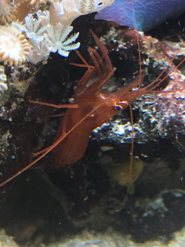 Healthy and Colorful Peppermint Shrimp