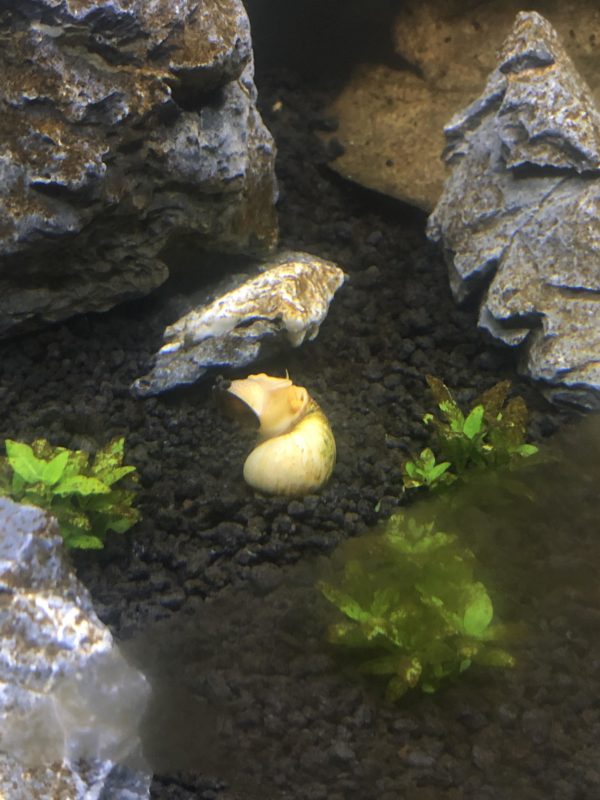Infected Mystery Snails