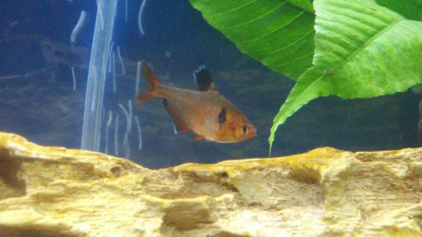 Infection Symptoms on Serpae Tetra
