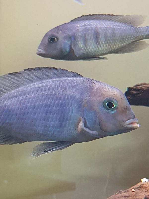 Infection on Fin of Blue Dolphin Cichlid