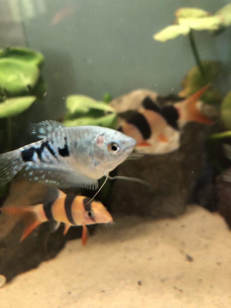 Blue Gourami: Complete Guide to Care, Breeding, Tank Size and Disease ...