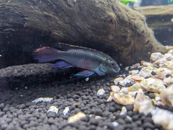 Kribensis Cichlid Tank SetUp And Specifications