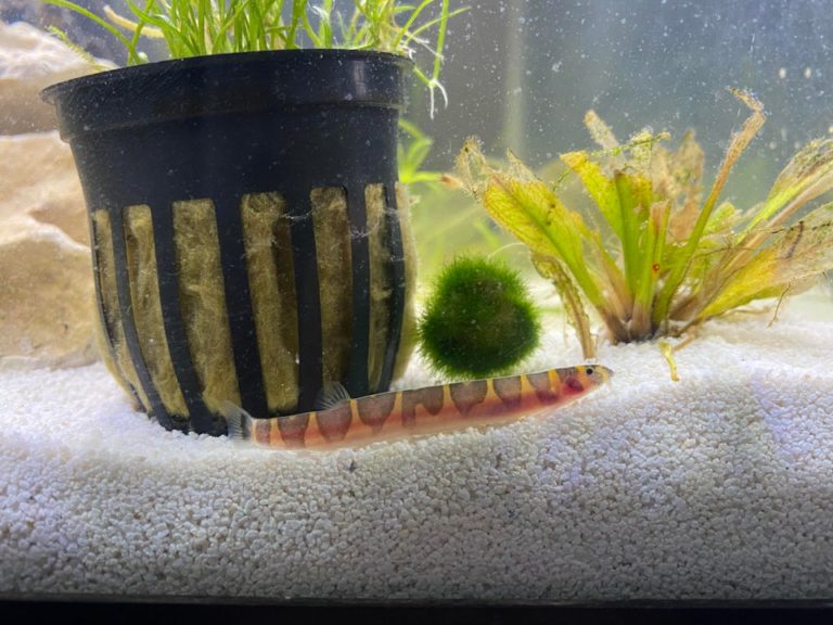 Kuhli Loach Care Guide, Breeding, Tank Size & Disease [2022]