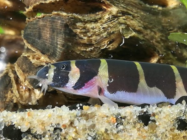 Kuhli Loach in Best Condition