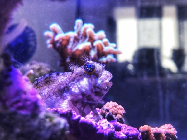 Lawnmower Blenny Tank Landscape