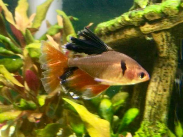 serpae tetra male or female