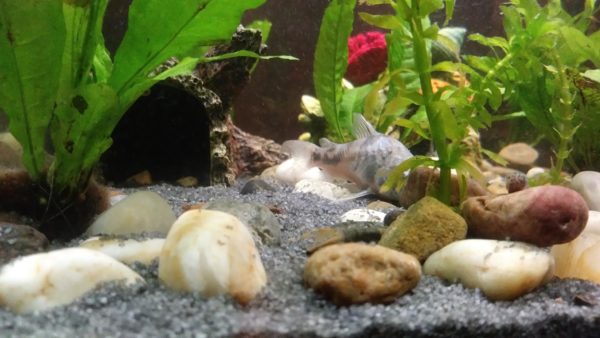 Peppered Cory Tank Landscape