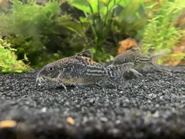 Peppered Cory Tank Setup and Environment