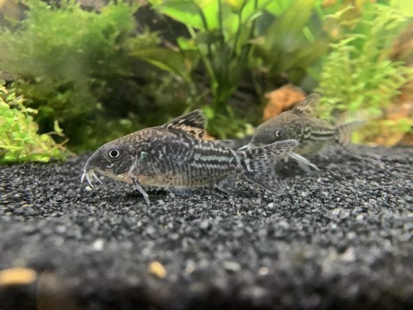 Peppered cory hotsell catfish care