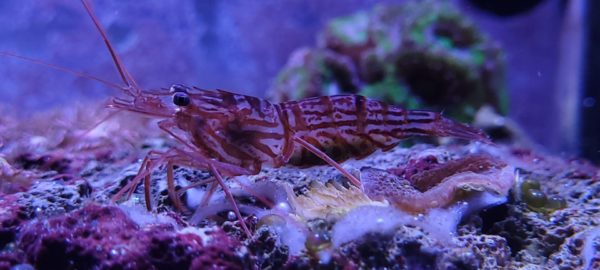 Peppermint Shrimp Tank Landscape