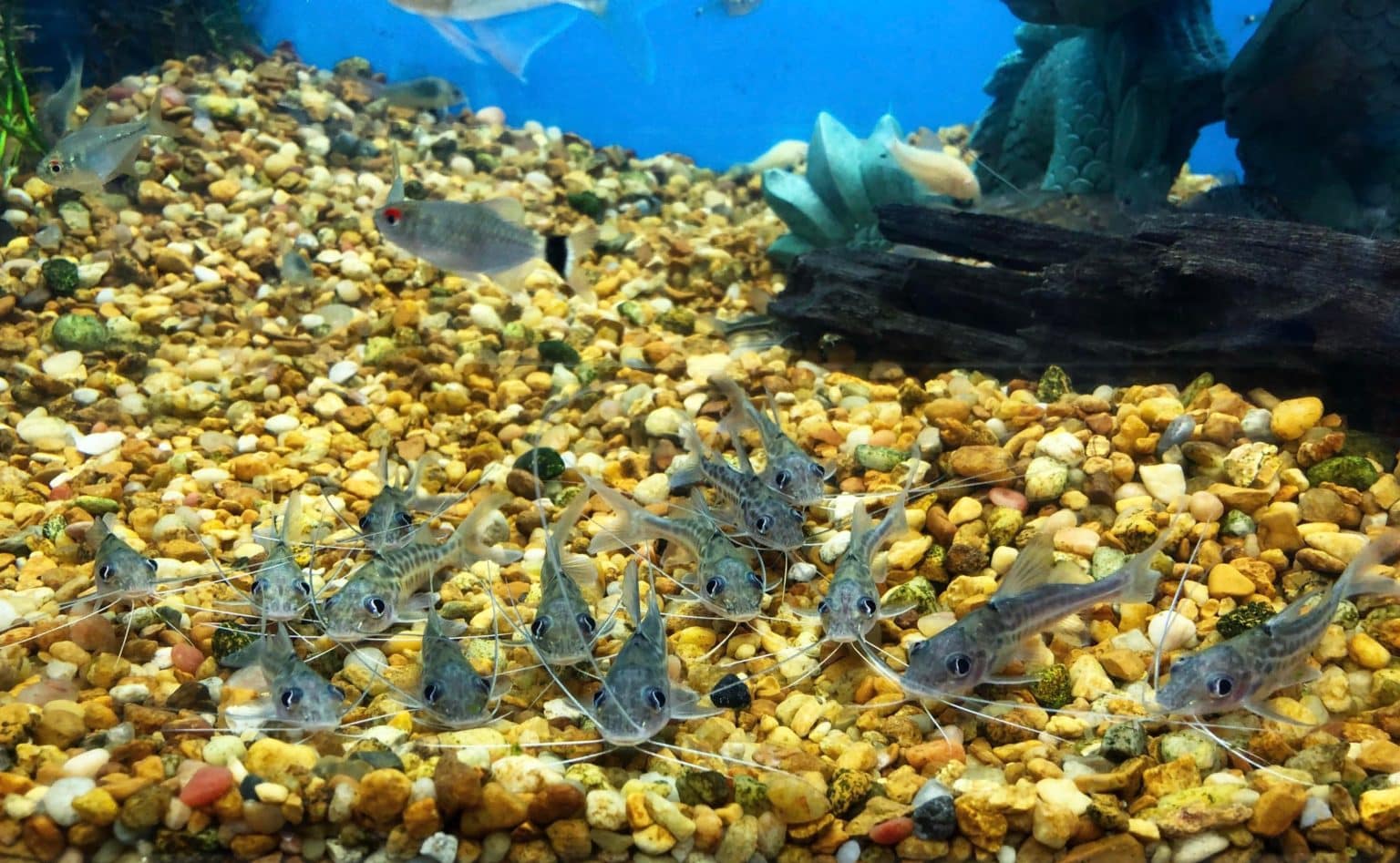 Pictus Catfish Complete Guide to Care, Breeding, Tank Size and Disease