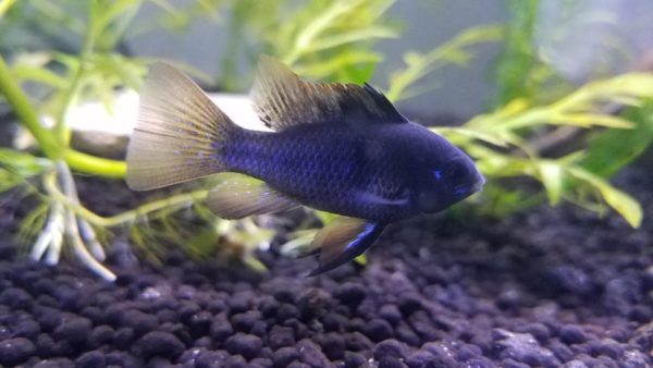 Pitch Black Color in Blue Ram Cichlids