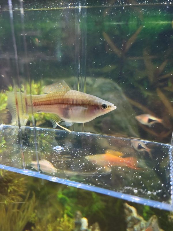 Pregnant Swordtail Fish