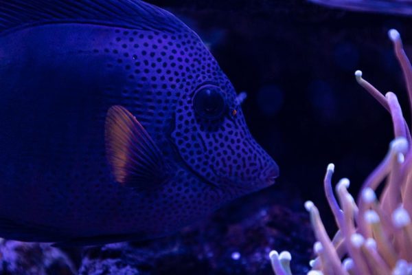 Healthy Purple Tang