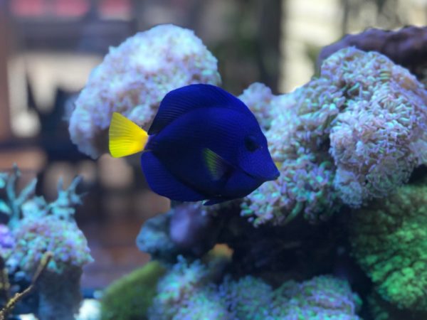 Purple Tang Tank Landscape