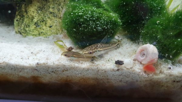 Pygmy Cory Tank Size and Specifications