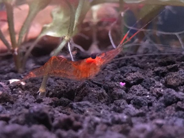 Red Colored Ghost Shrimp