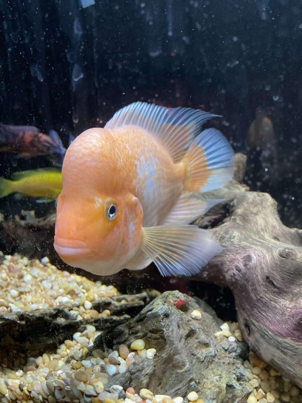 Red Devil Cichlid Tank Landscape