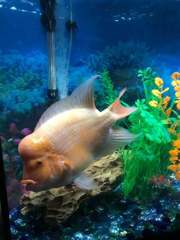 Red Devil Cichlid Tank Size and Specifications