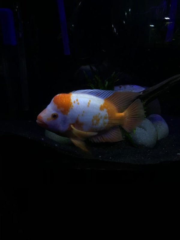 Red Devil Cichlid in Dark Condition