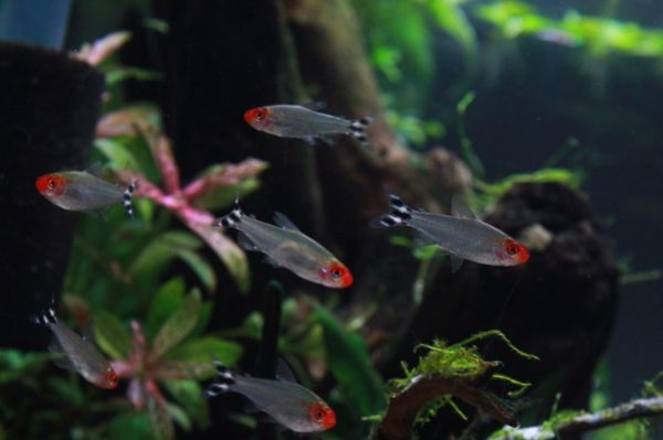  Rummy Nose Tetras in a Beautiful Environment