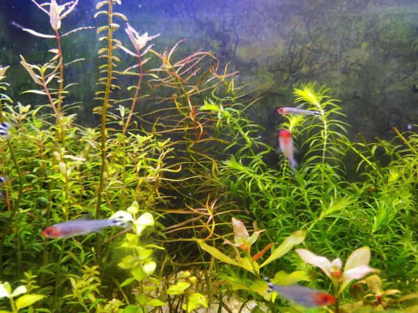 Rummy nose tetra Tank Size and Specifications