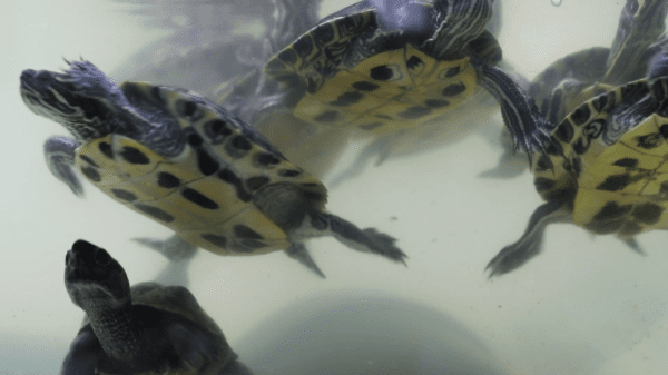 How to Care for a Baby Red Eared Slider Turtle