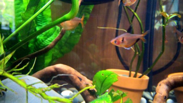 Serpae Tetra Tank Landscape