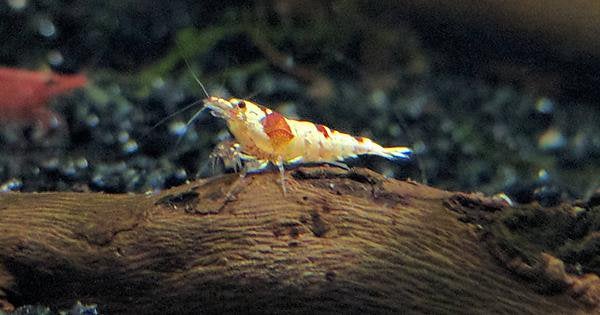 Single Bee Shrimp onWood