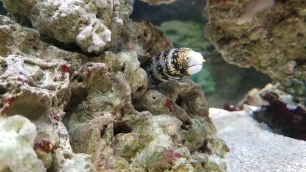 Snowflake Eel Care and Tank Set-up