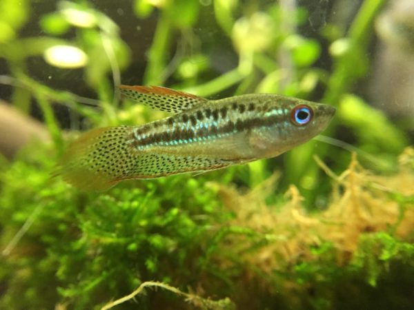 Sparkling Gouramis Tank Size and Specifications