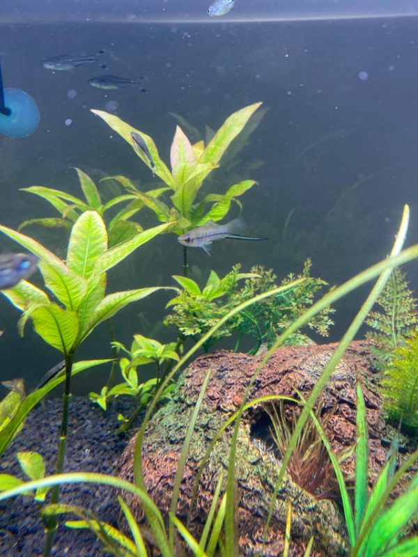 Swordtail Fish Tank Landscape