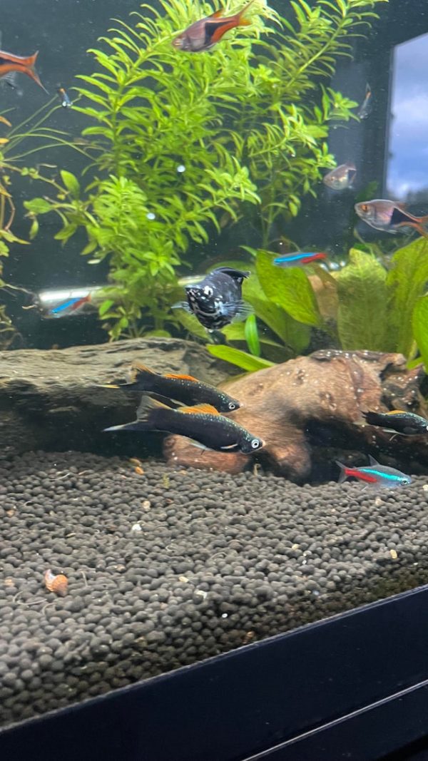 Swordtail Fish Tank Mates